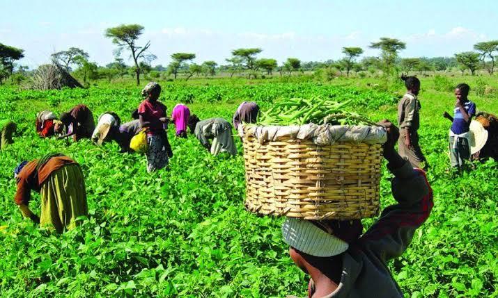 Nigeria’s Agriculture sector (Job Markets)